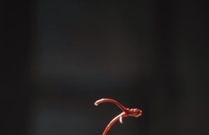 Jeanne’s Cherry Bottom Cake Cherry/chocolate cake