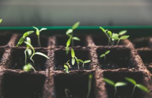 The ALTA Foundation: Planting Seeds sprouting seeds